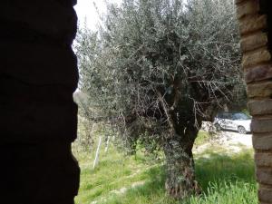 Rustici e Casali in vendita a Ripatransone