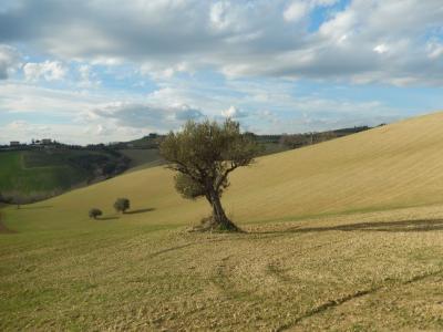 Rustici e Casali in vendita a Monteprandone