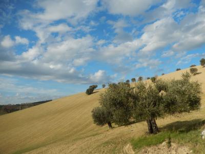 Rustici e Casali in vendita a Monteprandone