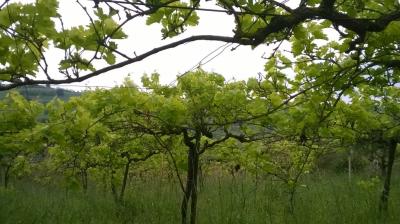 Terreno Agricolo in vendita a San Benedetto del Tronto