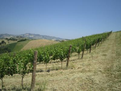 Rustici e Casali in vendita a Offida