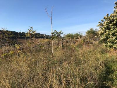 Terreno Agricolo in vendita a San Benedetto del Tronto