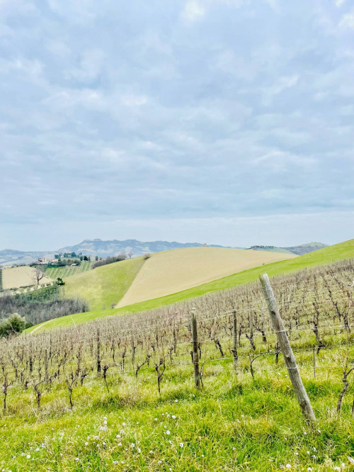 Rustici e Casali in vendita a Offida