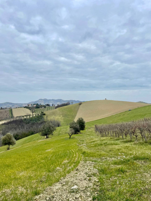 Rustici e Casali in vendita a Offida