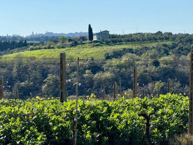 Rustici e Casali in vendita a Ripatransone