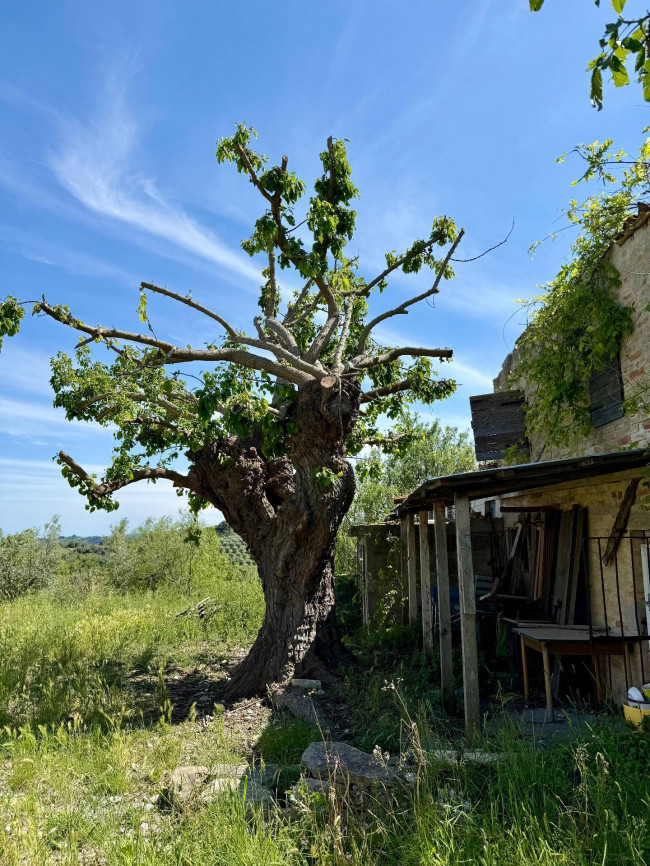 Rustici e Casali in vendita a Ripatransone