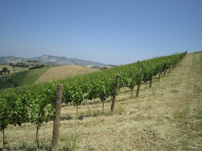 Rustici e Casali in vendita a Offida