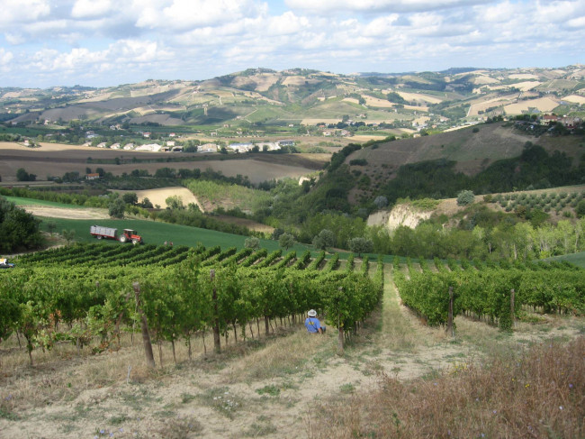 Rustici e Casali in vendita a Offida