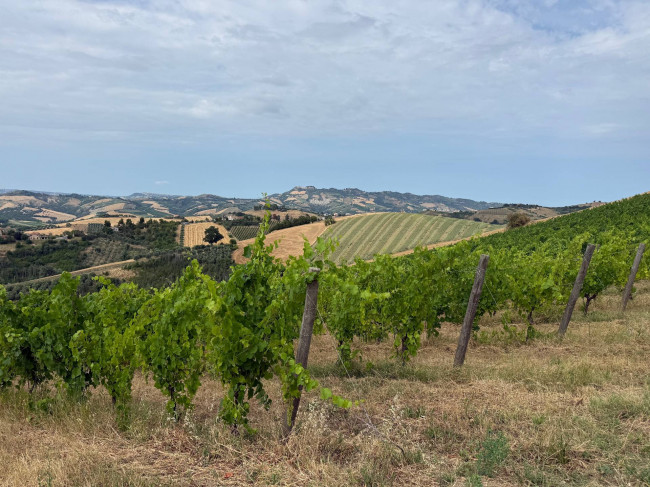 Rustici e Casali in vendita a Offida