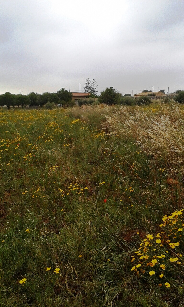 Villa Unifamiliare - Indipendente SCICLI vendita  Scicli  TUTTO CASA REAL ESTATE DI ARRABITO GUGLIELMO