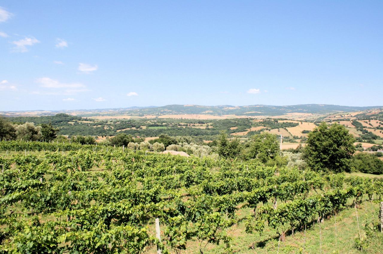 Appartamento MANCIANO vendita  Capanne  ASIP sas di Maurizio Bolognini e C.