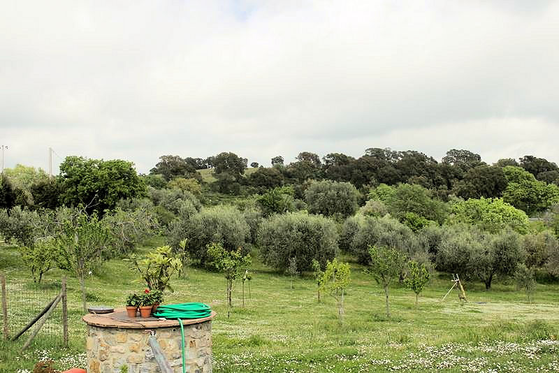 Rustico - Cascina MAGLIANO IN TOSCANA vendita  Pereta  ASIP sas di Maurizio Bolognini e C.