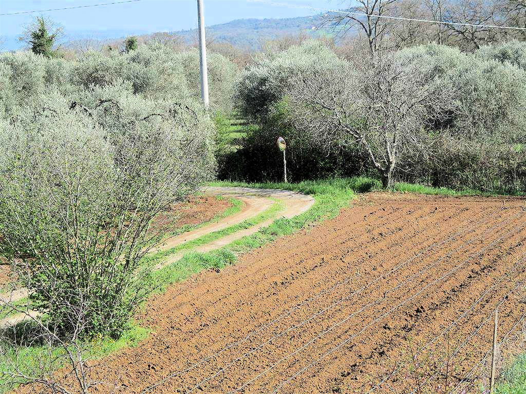 Rustico - Cascina GAVORRANO vendita  Ravi  ASIP sas di Maurizio Bolognini e C.