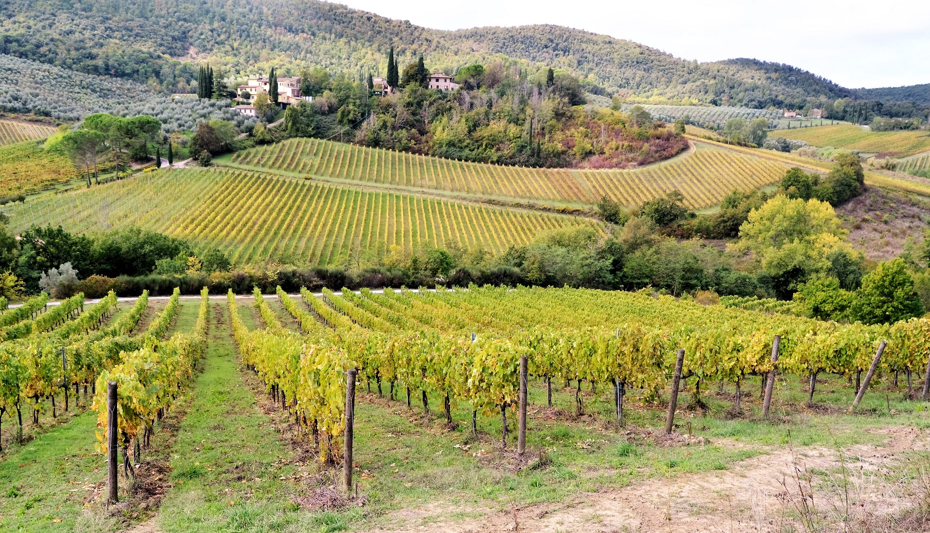 Rustico - Cascina SAN GIMIGNANO vendita    ASIP sas di Maurizio Bolognini e C.