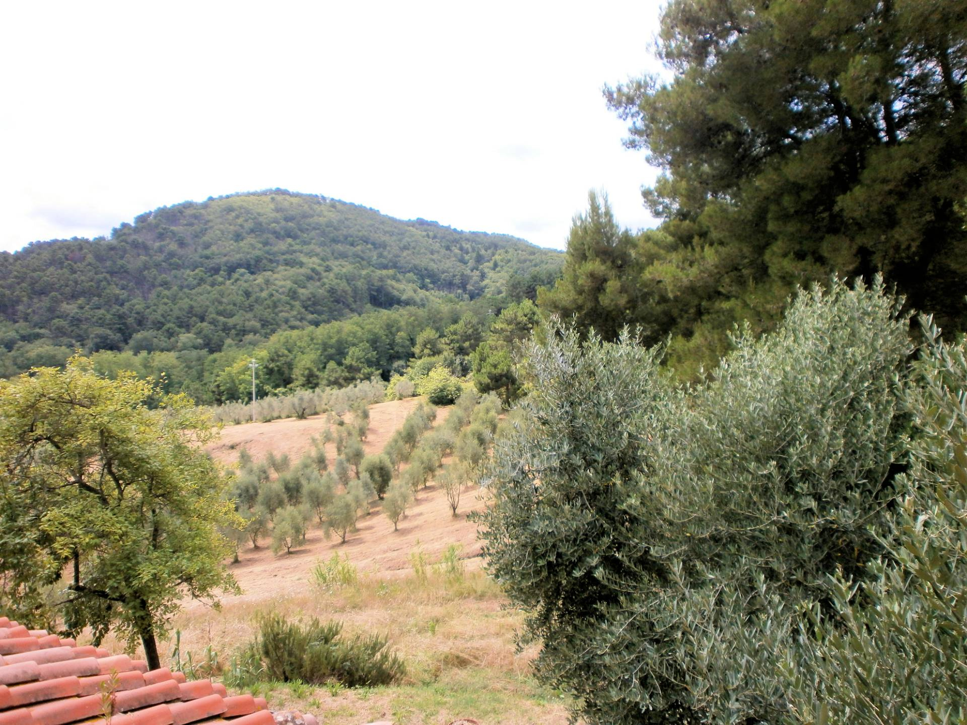 Rustico - Cascina CHIANNI vendita  Rivalto  ASIP sas di Maurizio Bolognini e C.