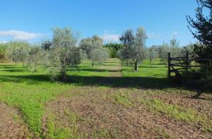 Piccola azienda agricola con possibilita' di costruire villa di campagna in vendita a Pitigliano