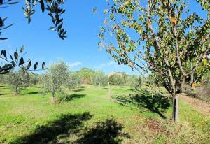 Piccola azienda agricola con possibilita' di costruire villa di campagna in vendita a Pitigliano