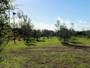 Piccola azienda agricola con possibilita' di costruire villa di campagna in vendita a Pitigliano