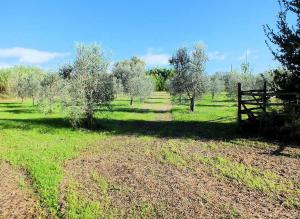 Piccola azienda agricola con possibilita' di costruire villa di campagna in vendita a Pitigliano
