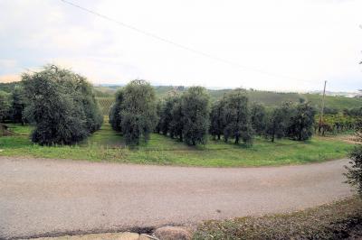 Azienda agricola produzione vino ed olio in vendita a Cerreto Guidi