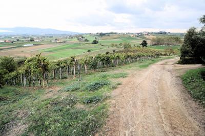 Azienda agricola produzione vino ed olio in vendita a Cerreto Guidi