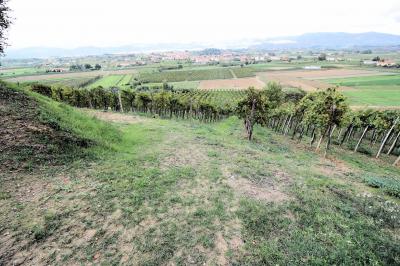 Azienda agricola produzione vino ed olio in vendita a Cerreto Guidi