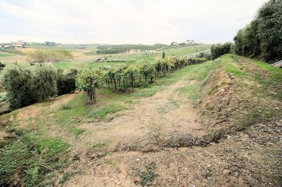 Azienda agricola produzione vino ed olio in vendita a Cerreto Guidi