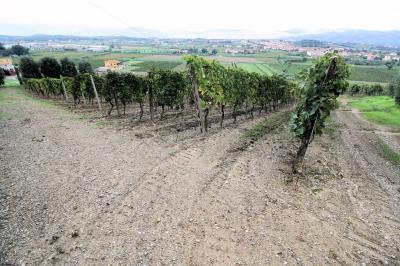 Azienda agricola produzione vino ed olio in vendita a Cerreto Guidi