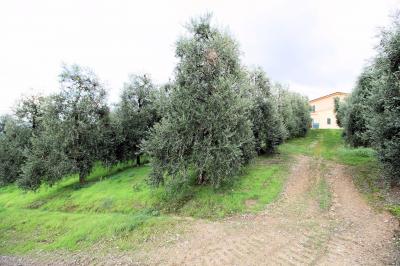 Azienda agricola produzione vino ed olio in vendita a Cerreto Guidi