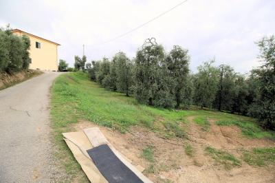 Azienda agricola produzione vino ed olio in vendita a Cerreto Guidi