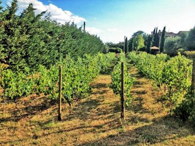 Villa in stile rustico Toscano ristrutturata con vigneto in vendita a Cortona