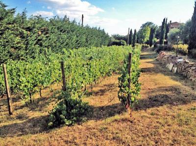 Villa in stile rustico Toscano ristrutturata con vigneto in vendita a Cortona