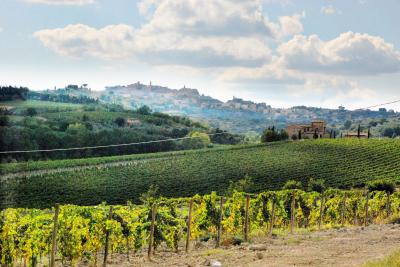 Azienda vinicola di alto livello in vendita a Montepulciano