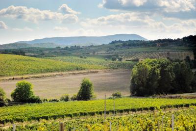 Azienda vinicola di alto livello in vendita a Montepulciano