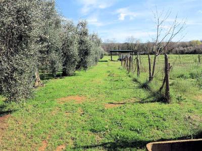 Podere panoramico in Maremma in vendita a Gavorrano