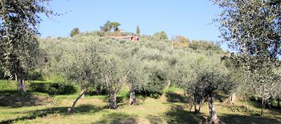 Villini bifamiliari di nuova progettazione con parco piscina e vista mare in vendita a Massarosa