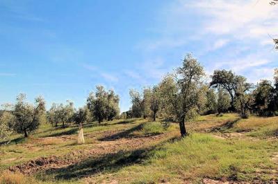 Podere in Maremma in vendita a Roccastrada
