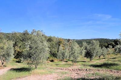 Podere in Maremma in vendita a Roccastrada