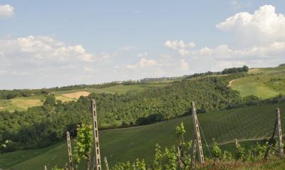 Azienda vitivinicola con attivita' agrituristica in vendita a Montaione