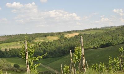 Azienda vitivinicola con attivita' agrituristica in vendita a Montaione