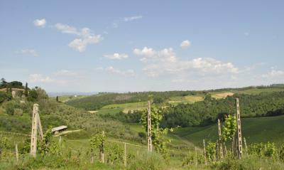 Azienda vitivinicola con attivita' agrituristica in vendita a Montaione