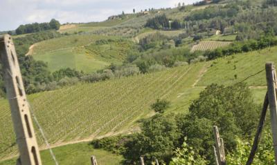 Azienda vitivinicola con attivita' agrituristica in vendita a Montaione
