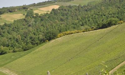 Azienda vitivinicola con attivita' agrituristica in vendita a Montaione