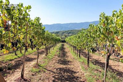 Azienda agricola con villa e piscina in vendita a Montecatini Val di Cecina
