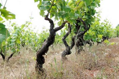 Azienda agricola con villa e piscina in vendita a Montecatini Val di Cecina