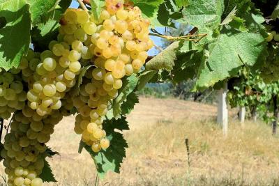Azienda agricola con villa e piscina in vendita a Montecatini Val di Cecina