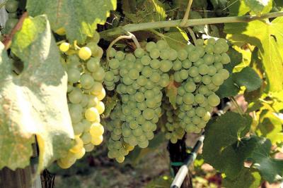 Azienda agricola con villa e piscina in vendita a Montecatini Val di Cecina