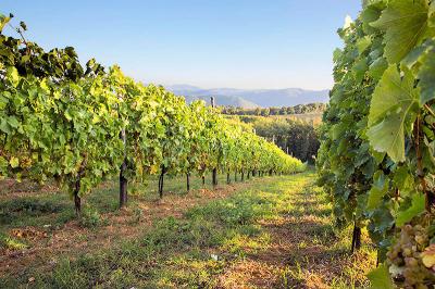 Azienda agricola con villa e piscina in vendita a Montecatini Val di Cecina