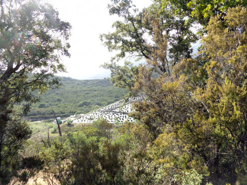 Terreno per azienda agricola in posizione stupenda in vendita a Campo nell'Elba