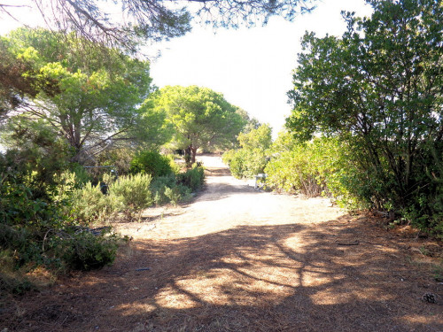 Terreno per azienda agricola in posizione stupenda in vendita a Campo nell'Elba